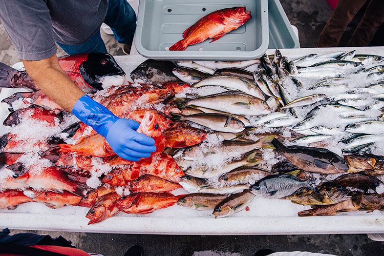 A Deep Dive into the San Diego Fishing Industry