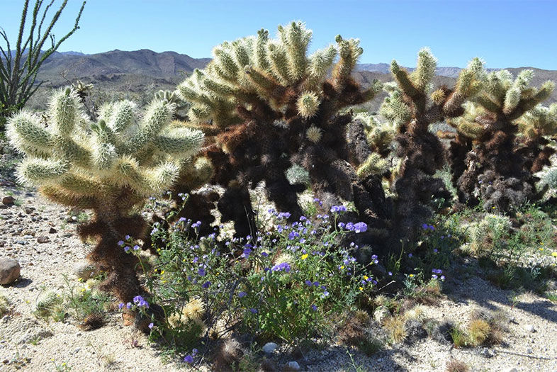 How to Avoid Wildflower Crowds in the Desert This Weekend