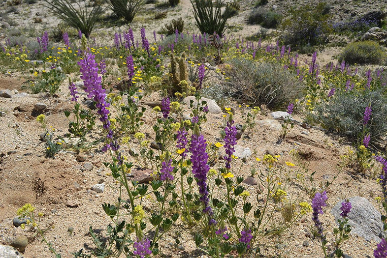 How to Avoid Wildflower Crowds in the Desert This Weekend