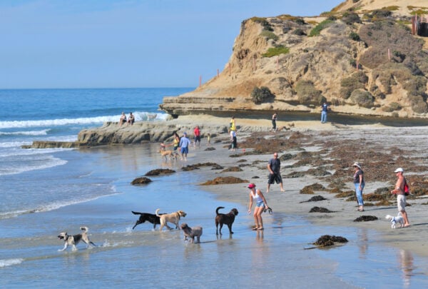 A Complete Guide to San Diego’s Best Dog Parks - San Diego Magazine