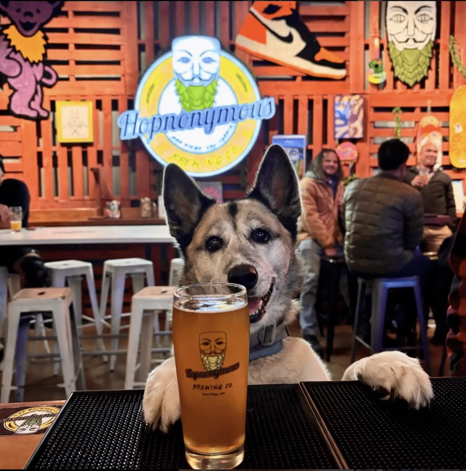 Dog at San Diego brewery Hopnonymous Brewing Company located in the Convoy District