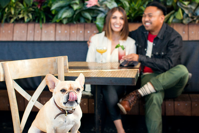 The Dog Lover's Guide to San Diego