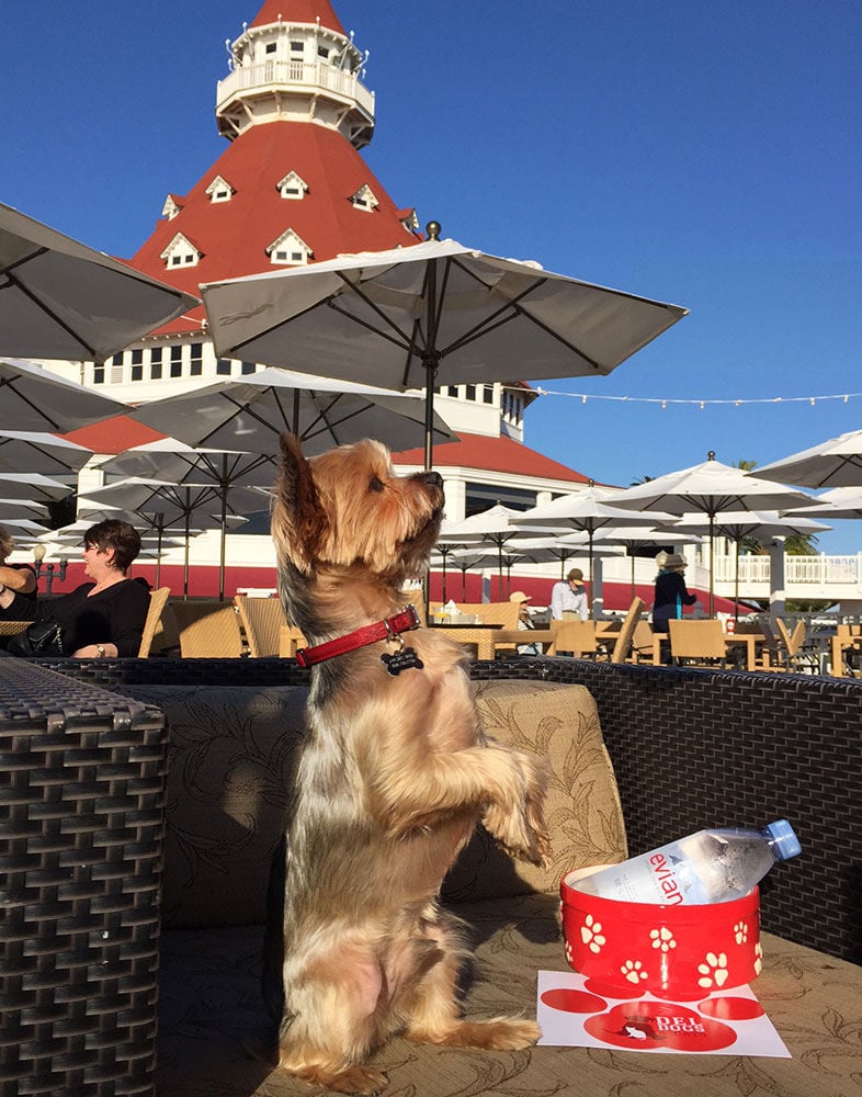 Padres unveil dog-friendly seats at Petco Park