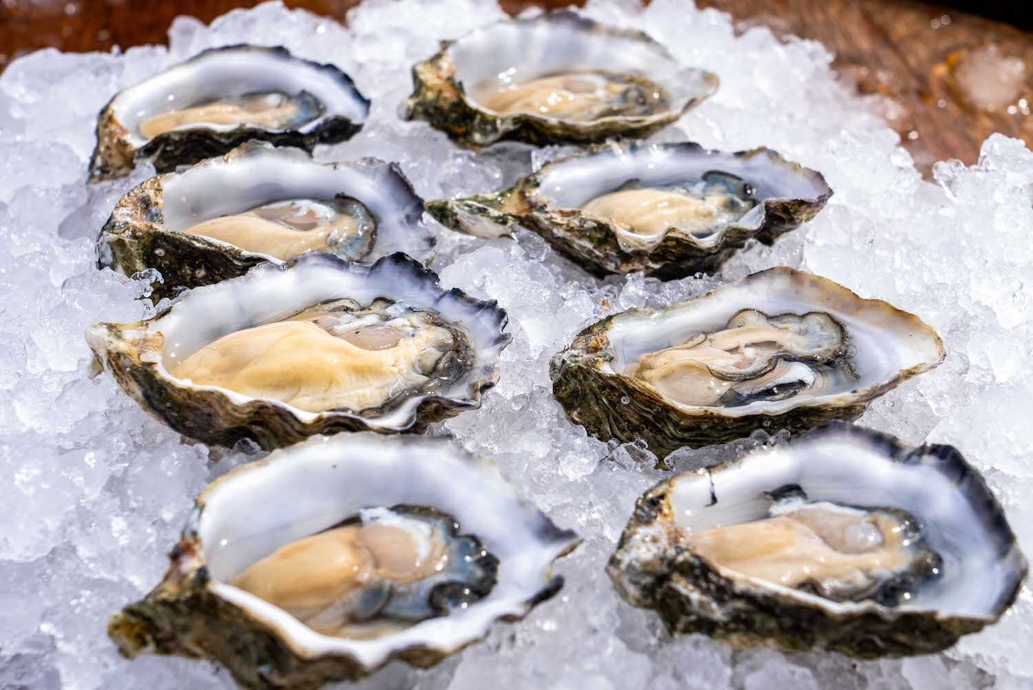 Aquafarm Oysters