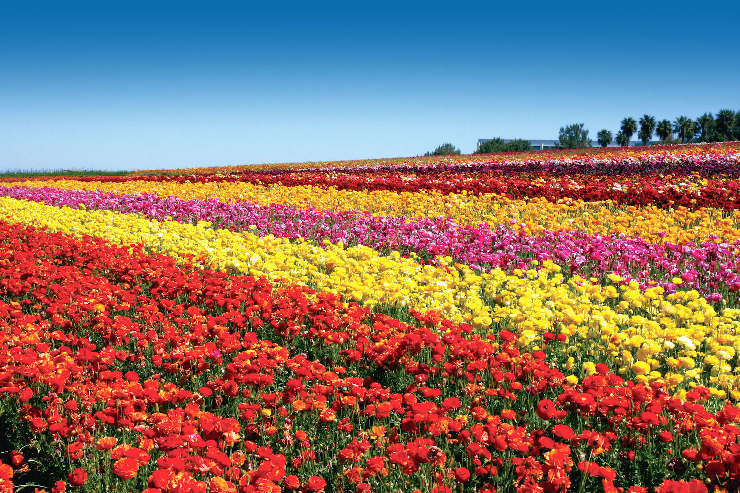 Things to do in March - Flower Fields