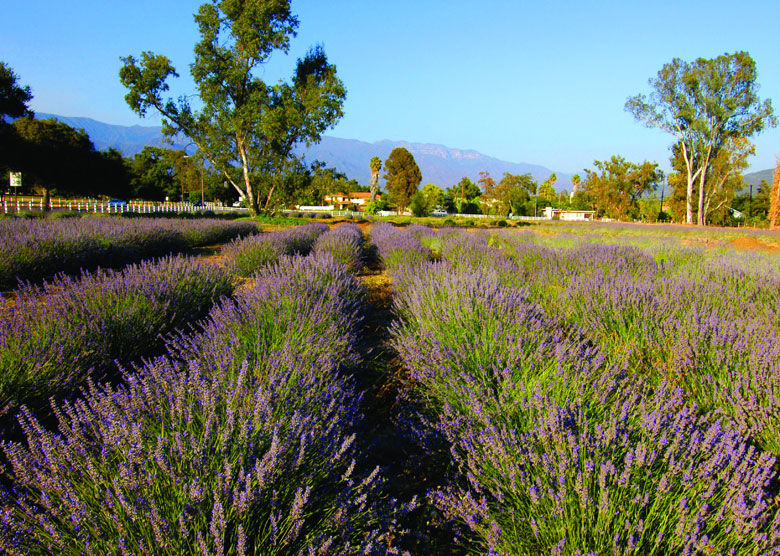 Finding Shangri-la in Ojai