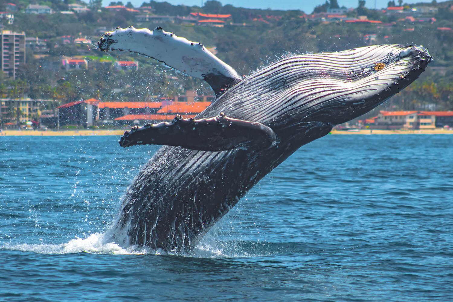 breaching-humpback-dec2022.jpeg