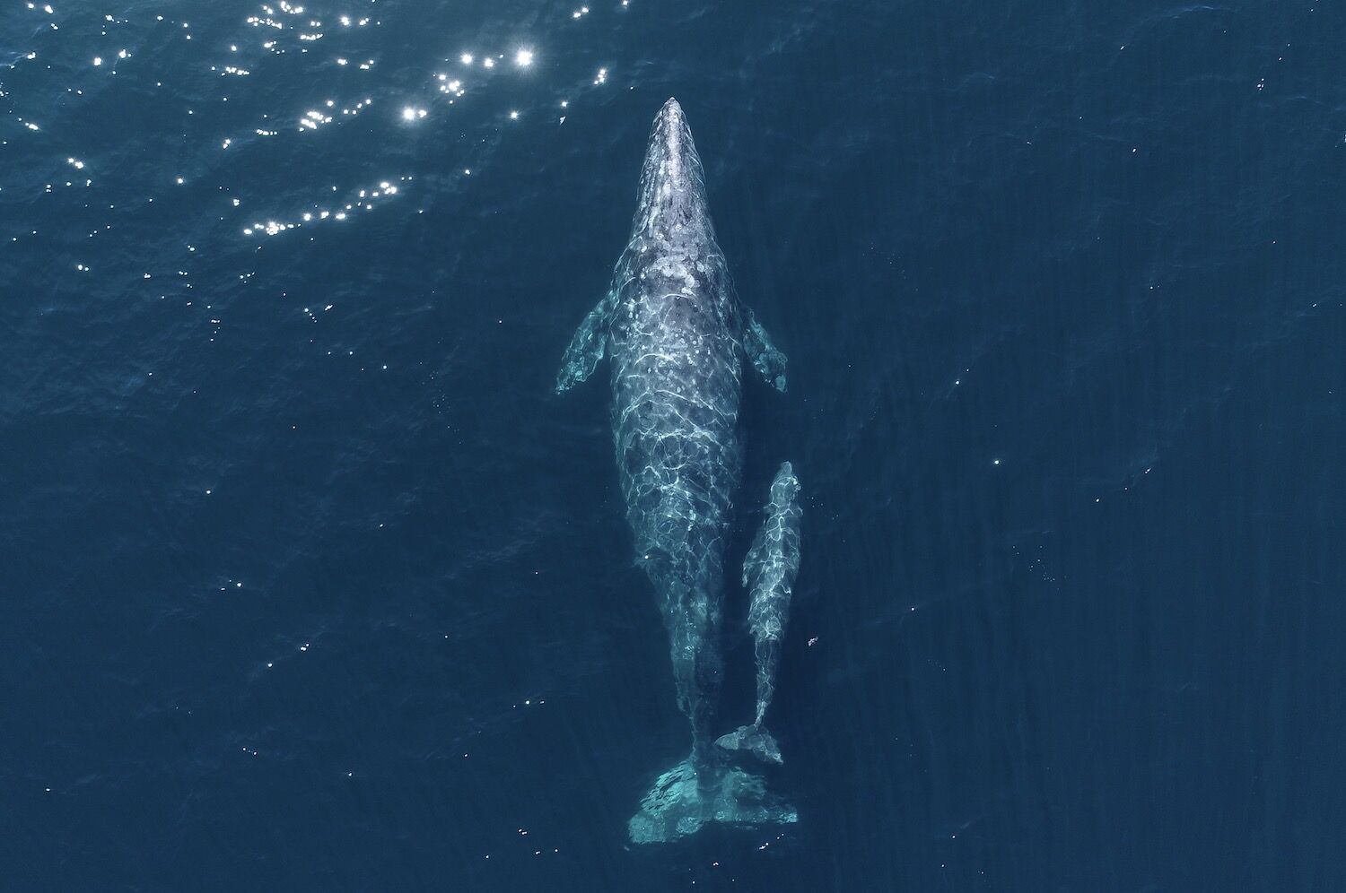gray-whale-sdm1222.jpeg