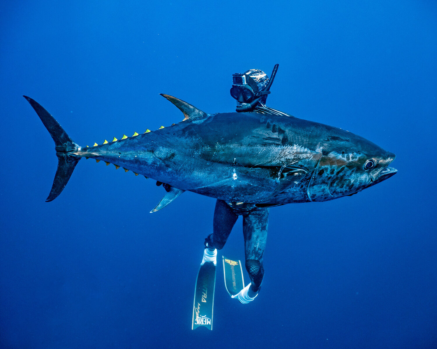 Spearfishing in San Diego, CA