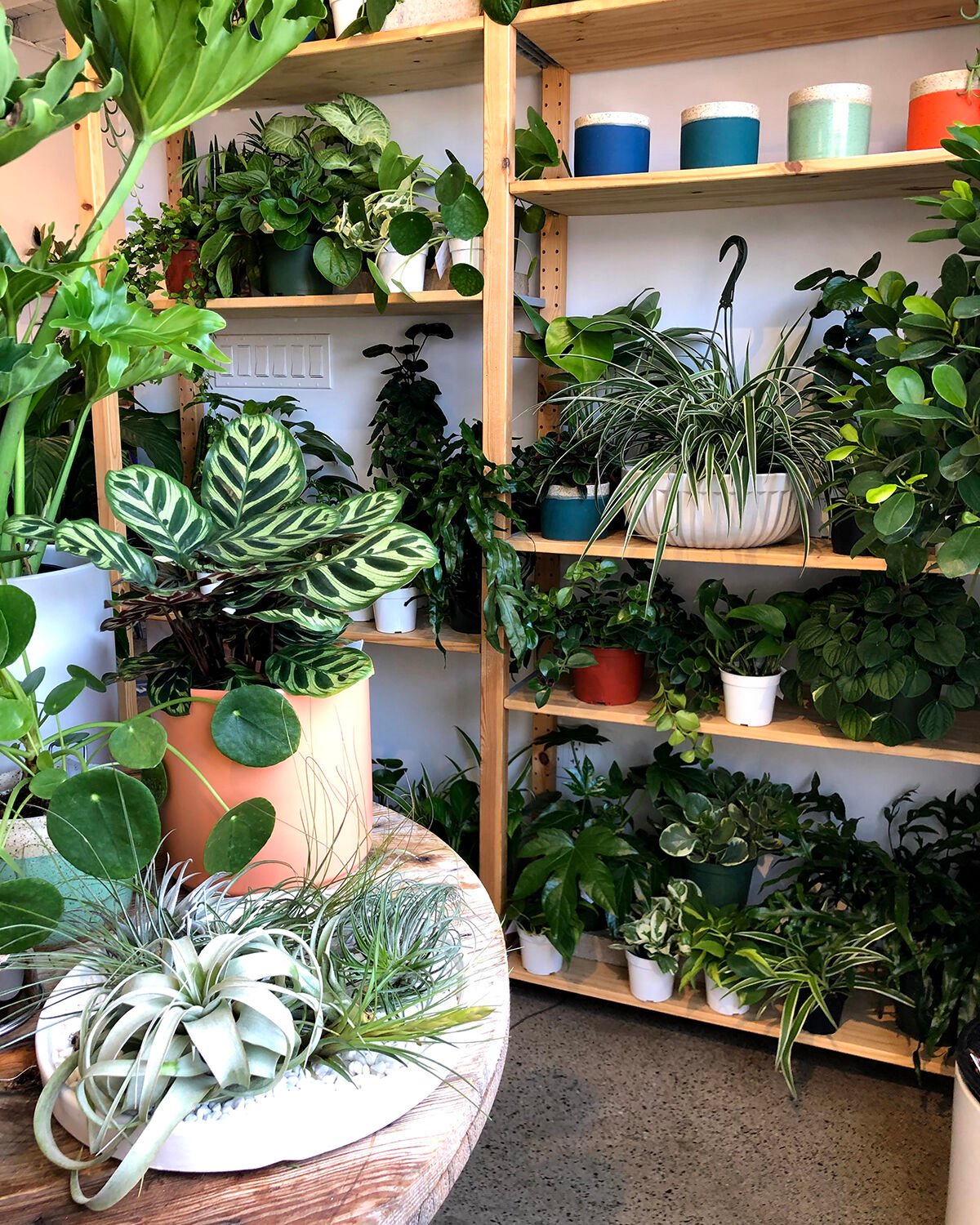 The Rising Co. / Ornamental Plant Boutique