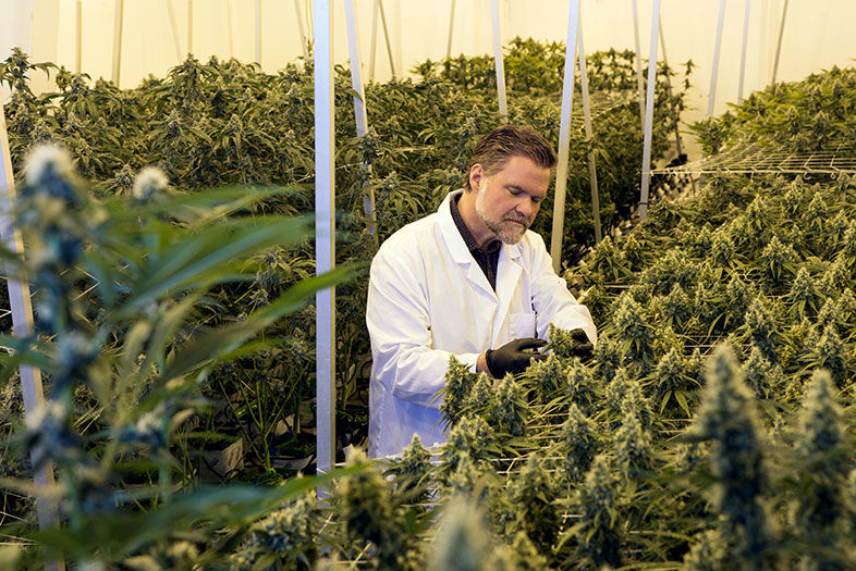 Green Rush: Inside San Diego's Emerging Cannabis Industry