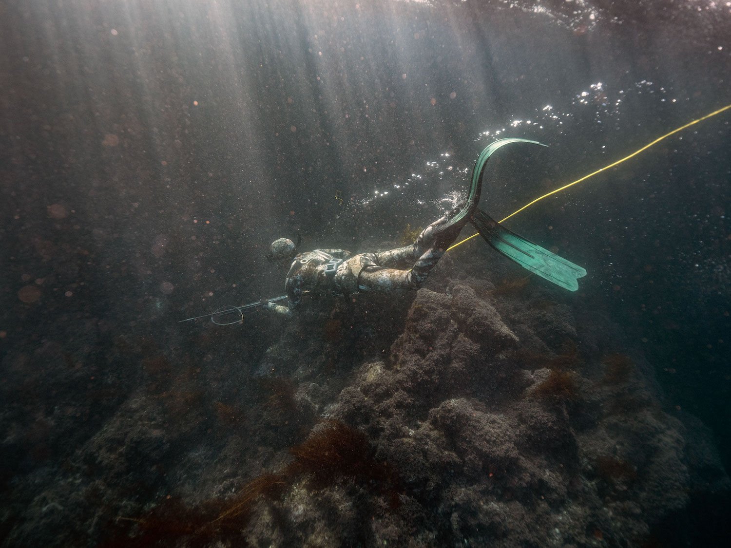 Spearfishing in San Diego, CA