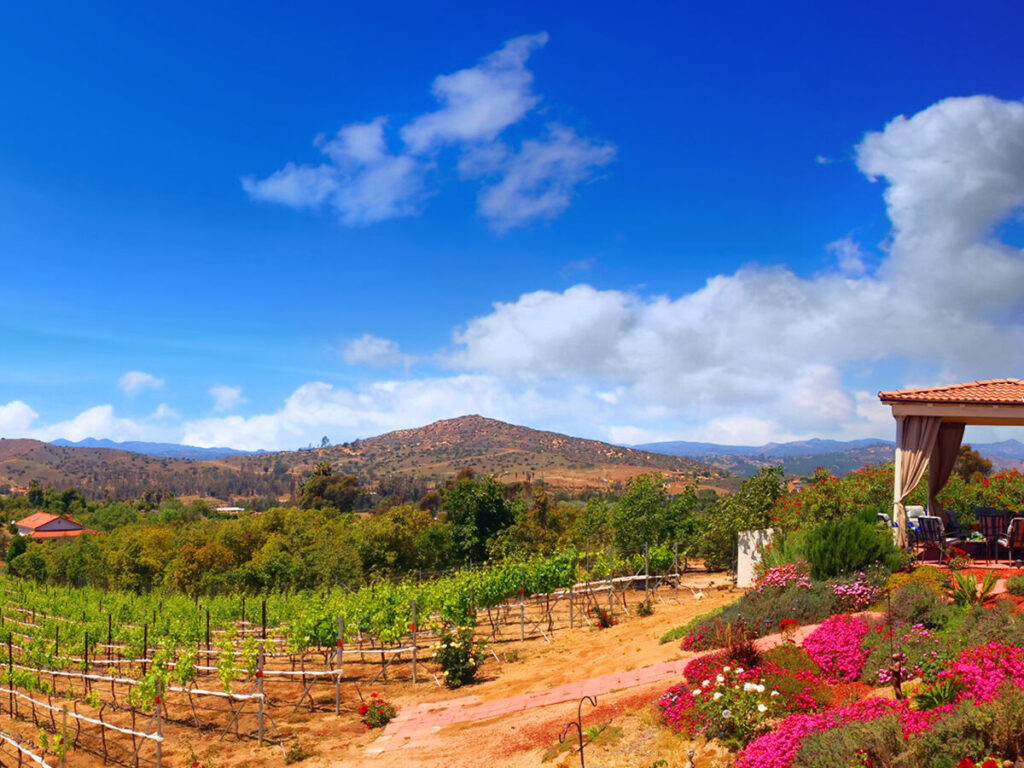 We Learn About San Diego’s Growing Wine Industry With the Owner of Altipiano Vineyard