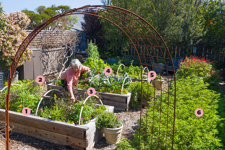 Edible Landscaping: How to Get Started in San Diego