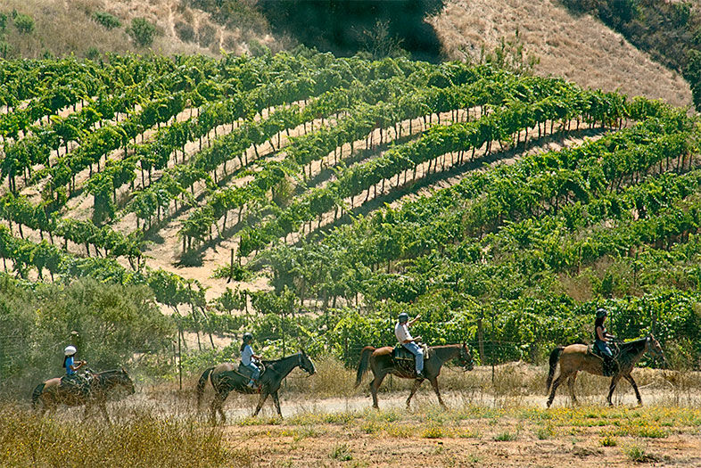 Wine Beyond Napa