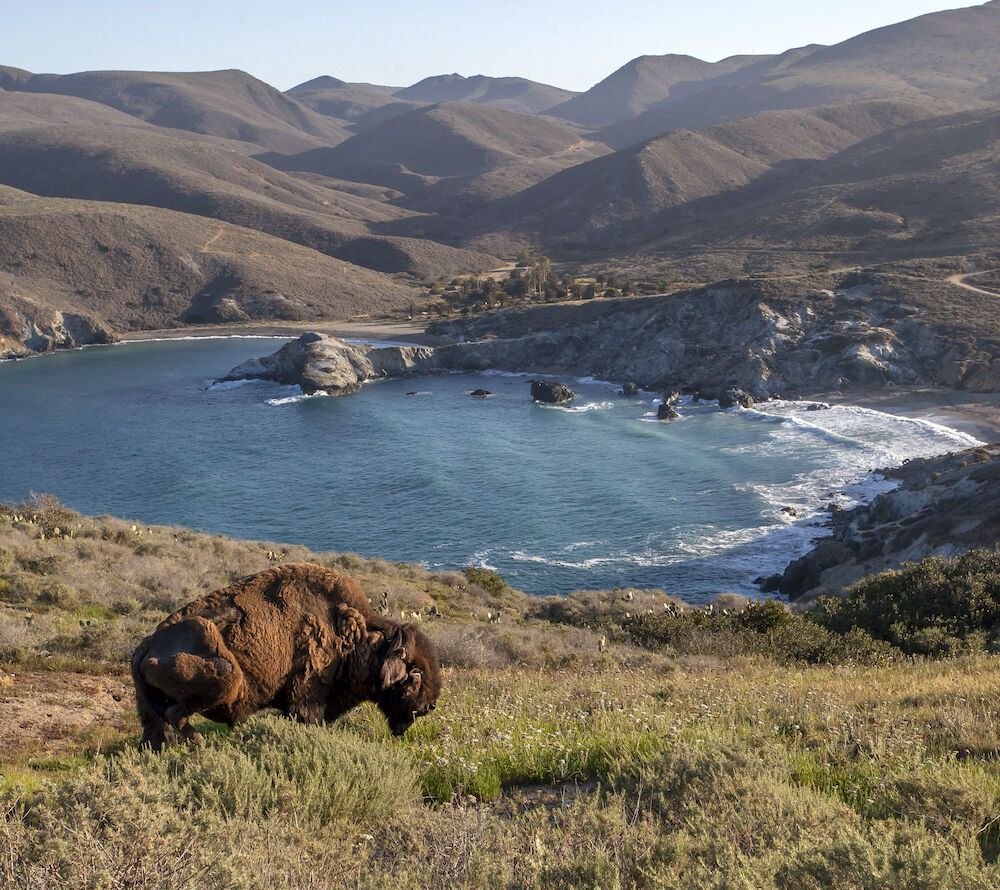 Catalina Island - Bison