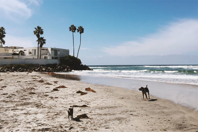 The Dog Lover's Guide to San Diego