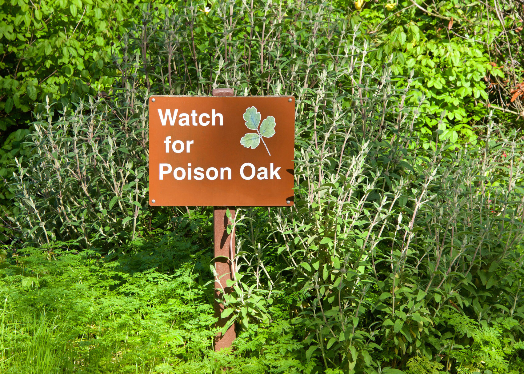 Hiking Safety Poison Oak Sign