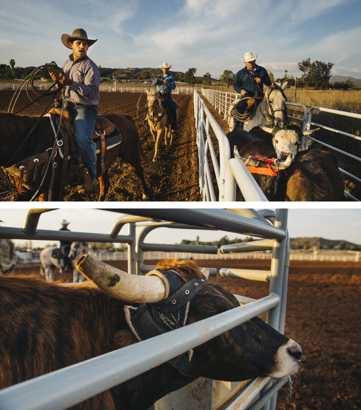 Ramona Cattle Ranch / Ranching