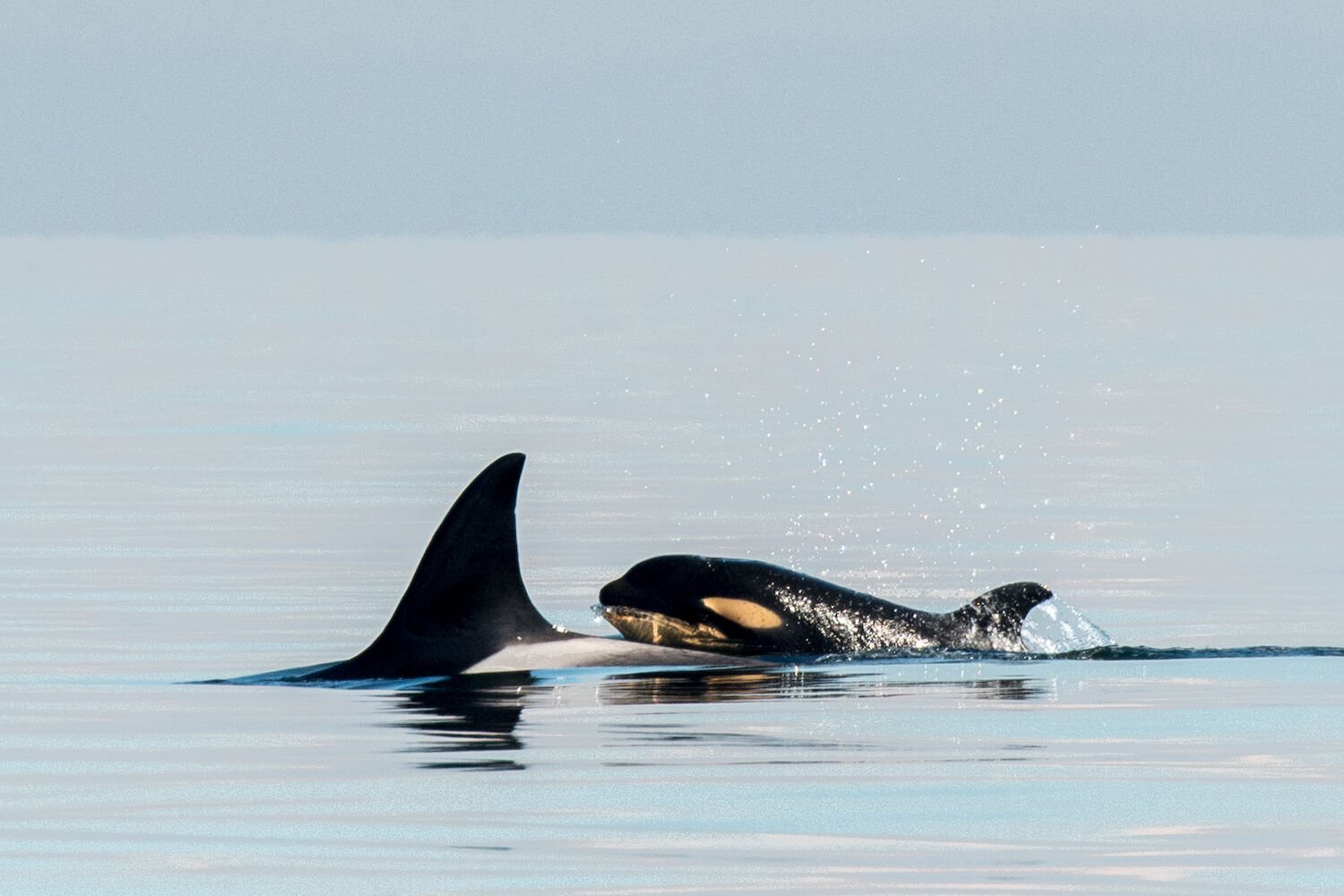 Orcas