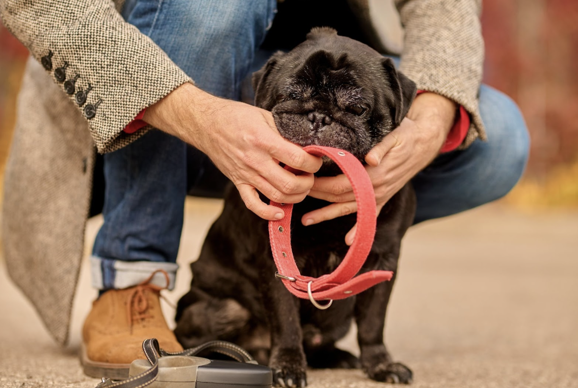 Peak Pooch Premium Designer Dog Collars Soft Padded Adjustable for All Dogs, Purple, Large