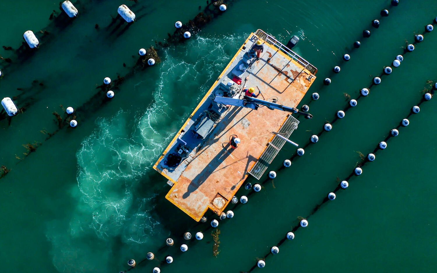 Carlsbad Aquafarm Harvest