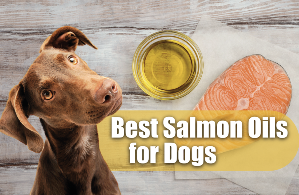 5 Best Salmon Oils for Dogs in 2023