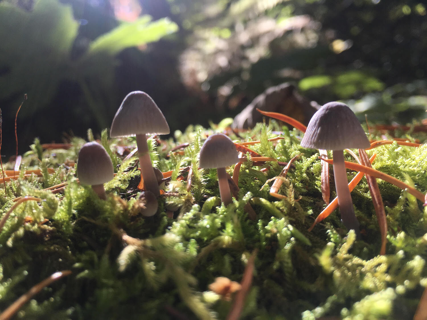 San Diego Mycological Society Mushroom Foraging Farming