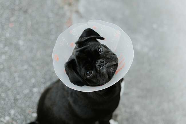 Does Pet Insurance Cover Spaying?