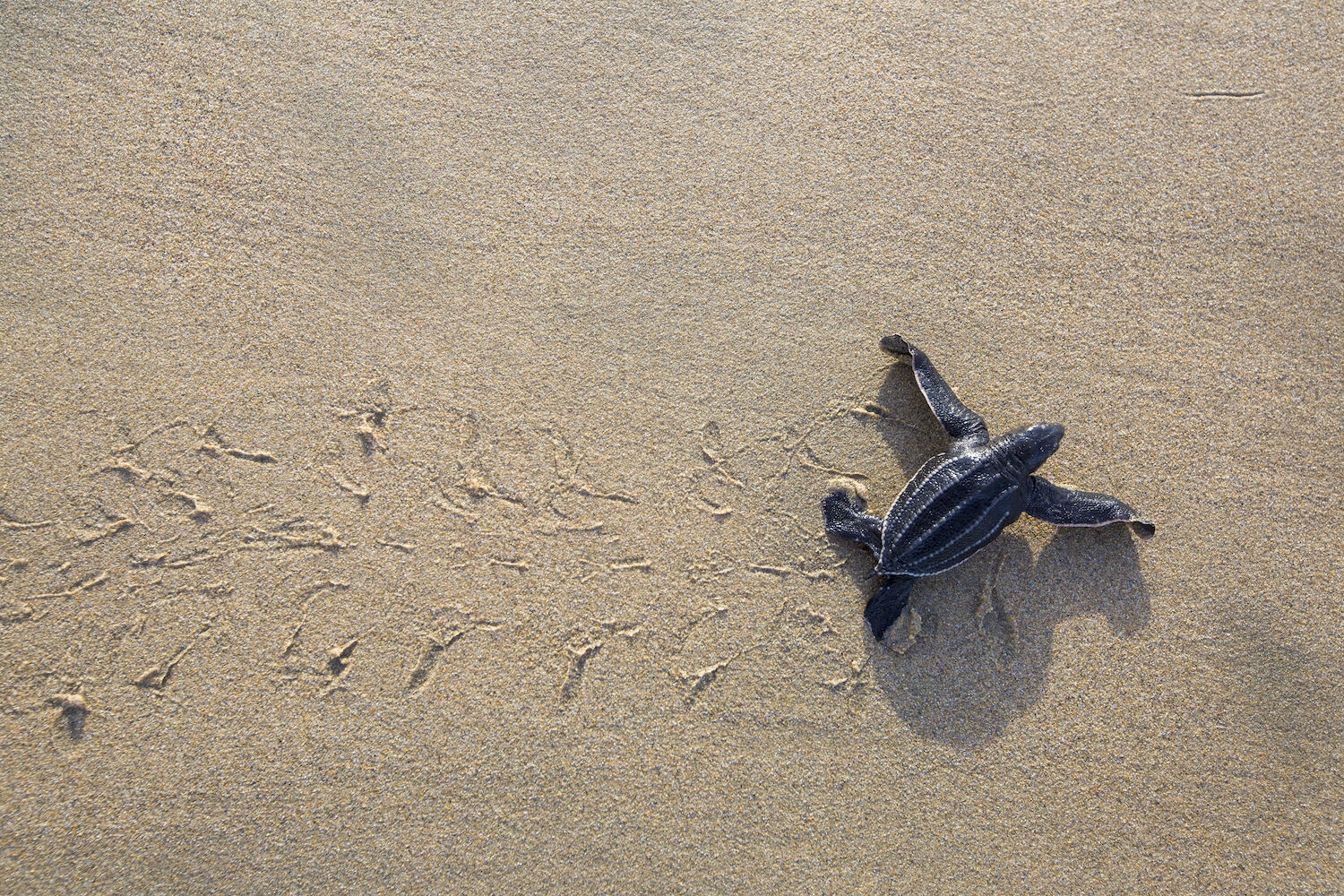 Baby Turtle Mexico Playa Vida Regenerative Travel Tourism September 2023 San Diego