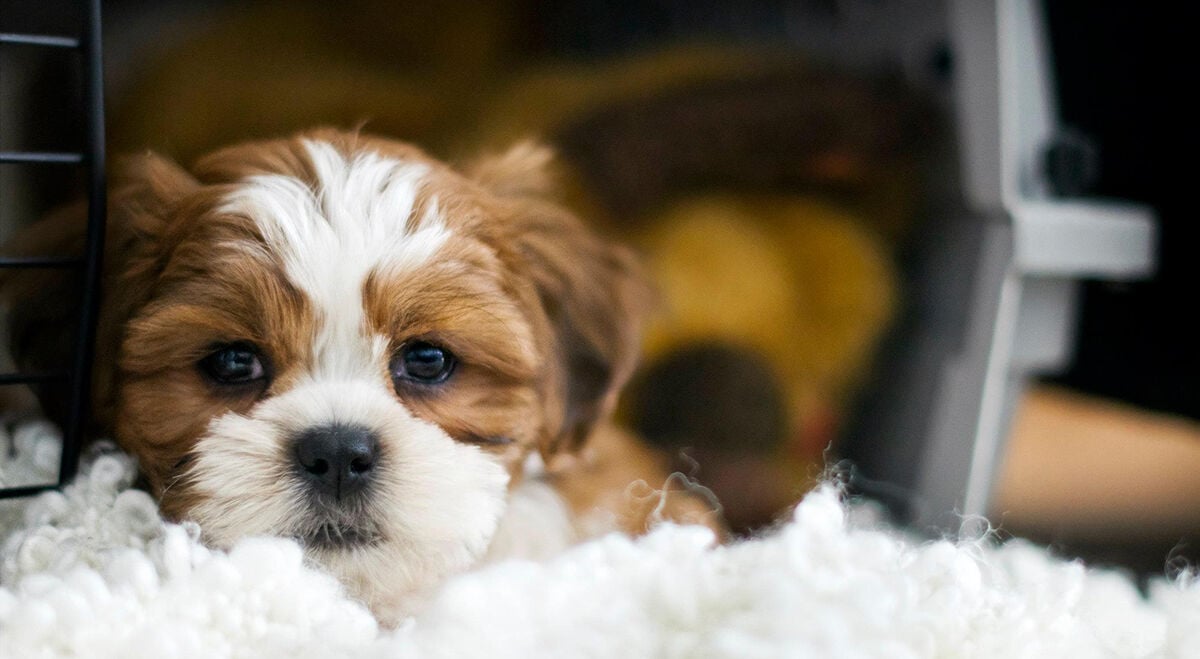 Places to adopt 2024 puppies for free