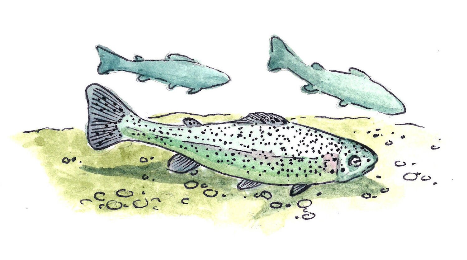 I first painted a rainbow trout when my husband and I were dating