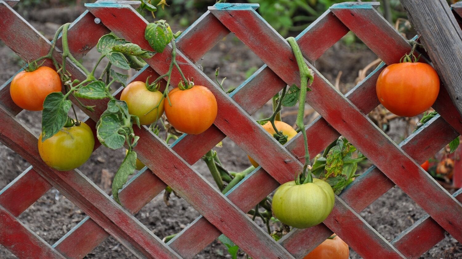 Tomato Garden Epic Gardening Kevin Espiritu Products