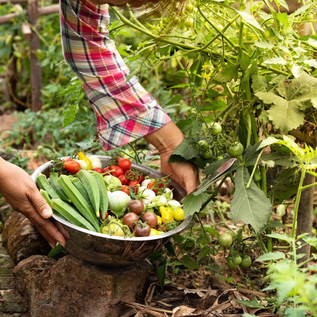 San Diego Sustainable Farming Foraging Garden