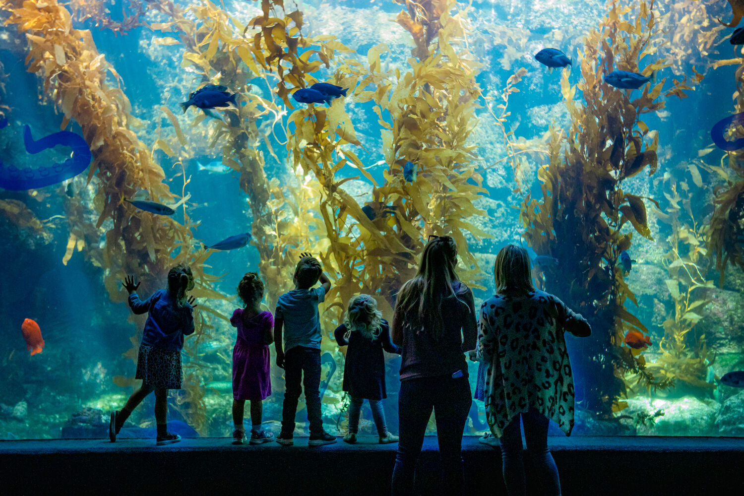 Birch Aquarium at Scripps Children