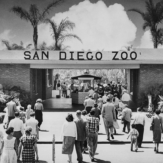 San Diego Zoo Vintage Photography History Center