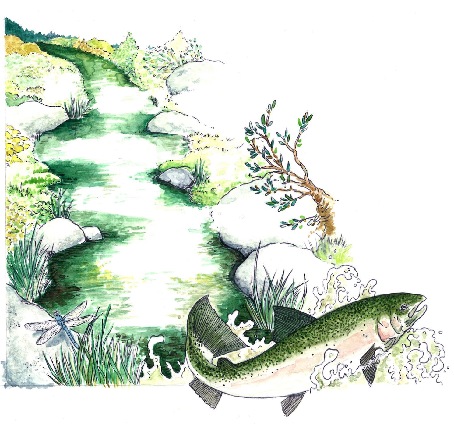 Santa Margarita River California Trout Conservation San Diego Illustration