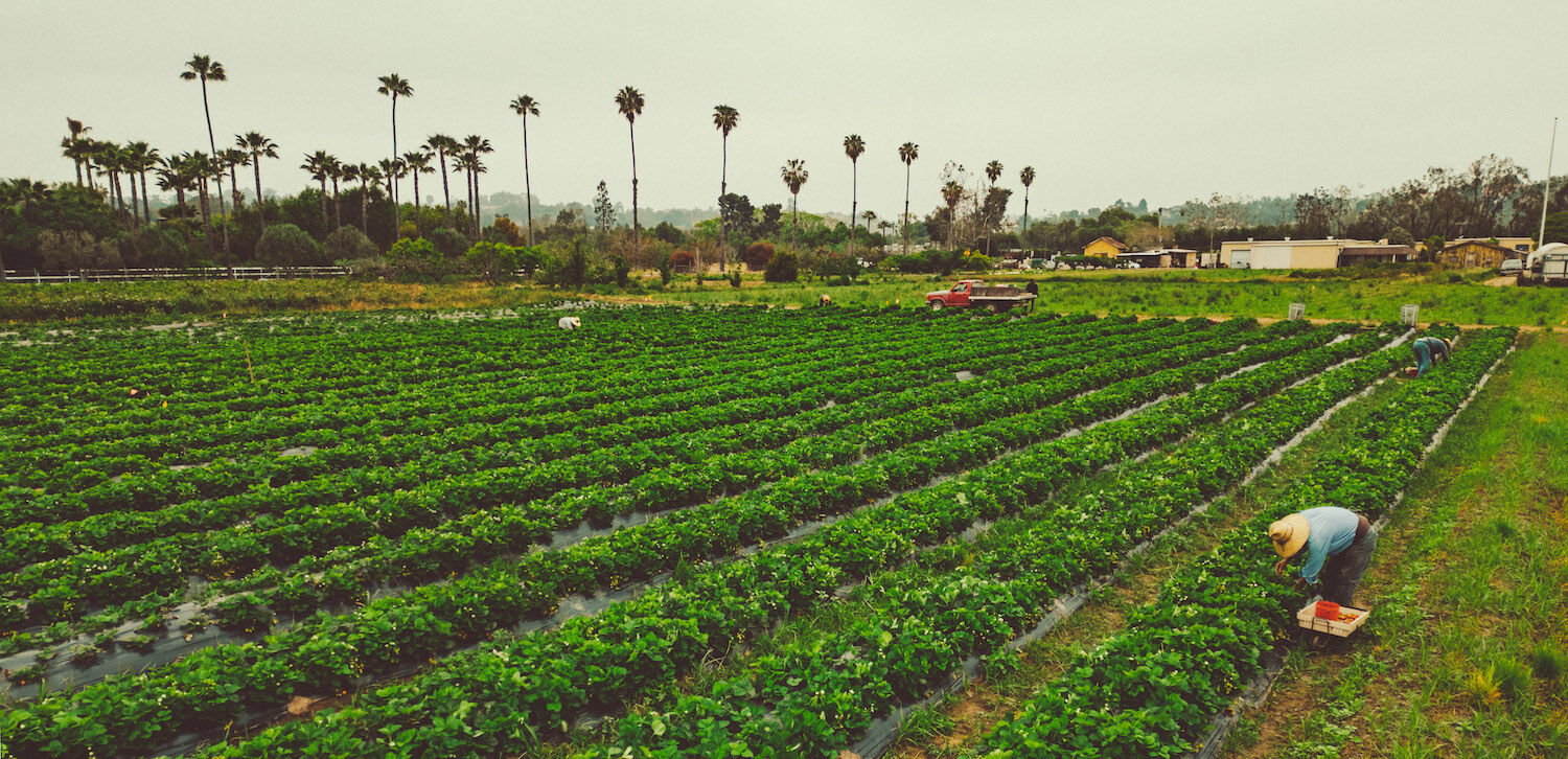 Chino Farms Rancho Santa Fe San Diego Local Produce 2023