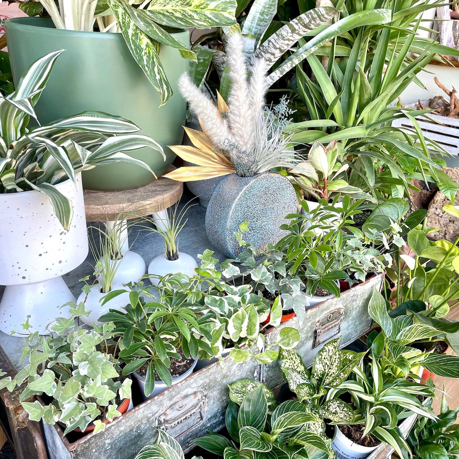 Plants from San Diego plant store Craftmossphere in Little Italy