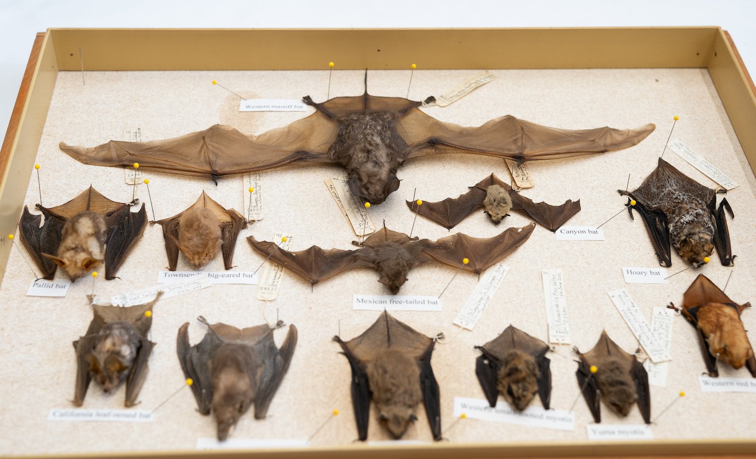 Preserved bats are on display at the San Diego Natural History Museum