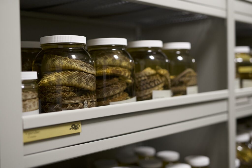 Largest Rattlesnake Collection in World at San Diego Natural History Museum