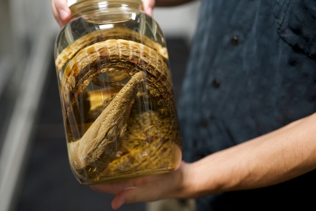 The subterranean snake pit underneath the San Diego Natural History Museum