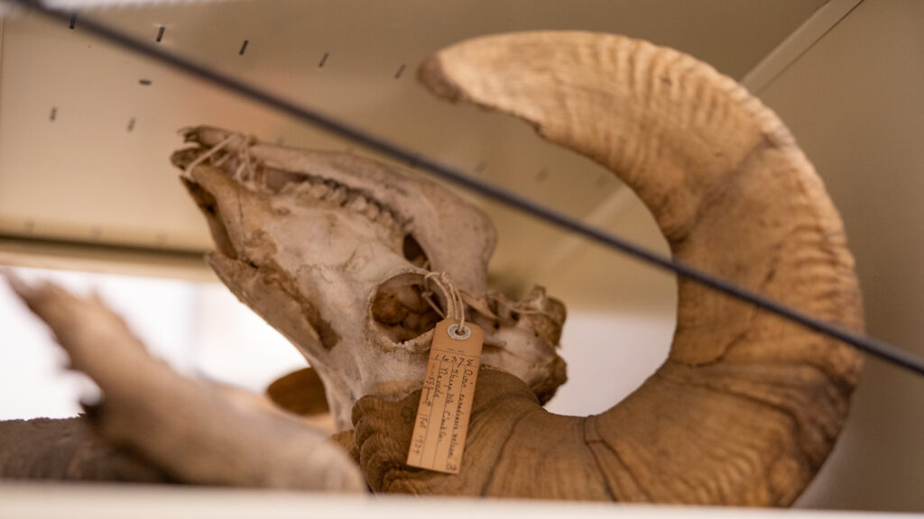 A bighorn skull found in the San Diego Natural History Museum