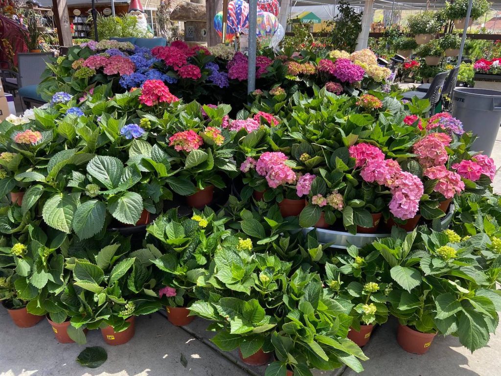 A variety of plants and flowers at Green Thumb Nursery and plant shop