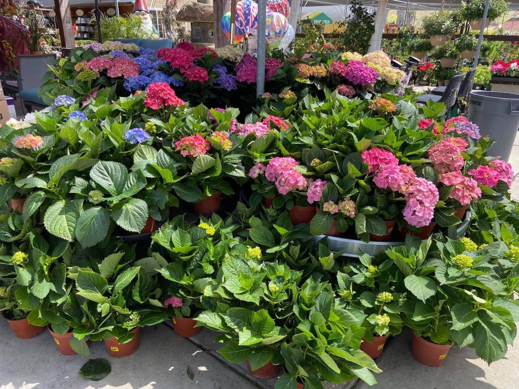 CITY FARMERS NURSERY - 673 Photos & 358 Reviews - 3110 Euclid Ave, San  Diego, California - Nurseries & Gardening - Phone Number - Updated March  2024 - Yelp