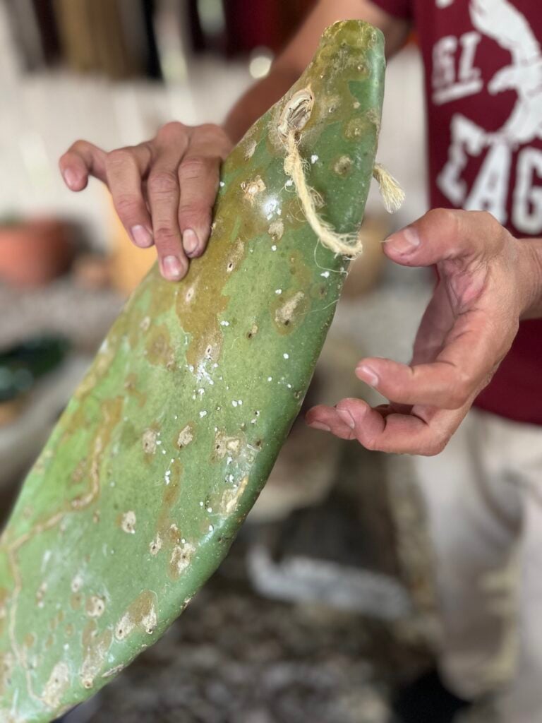 Oaxacan man holding a cactus