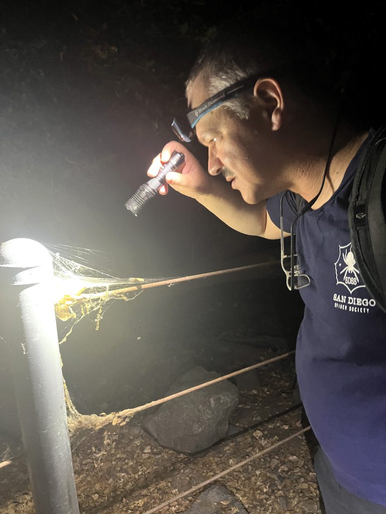 San Diego Spider Society founder, Randy Supczak, shines a flashlight to a spiderweb on a local trail 