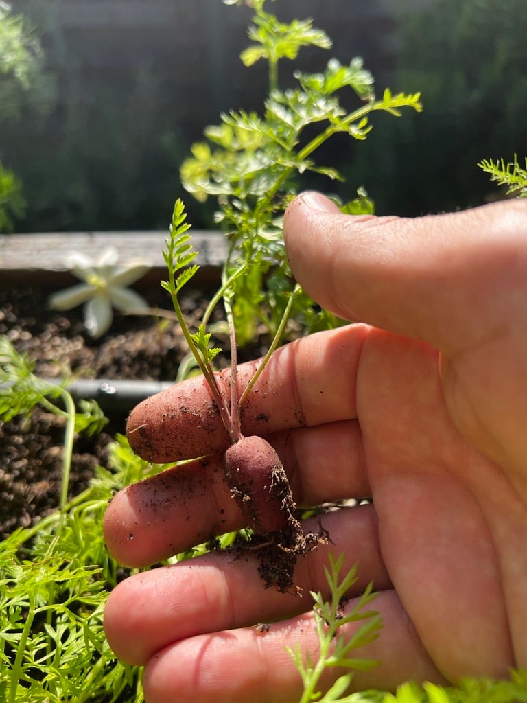 A small root found in the inn's garden