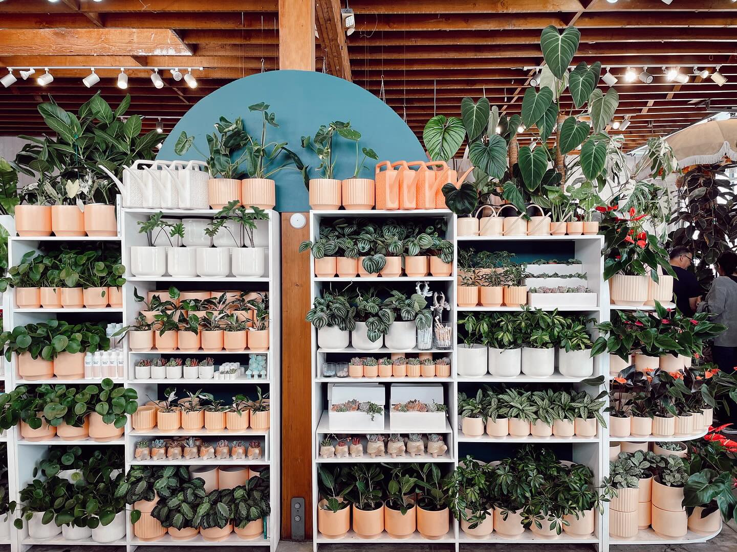 Interior of San Diego plant shop and boutique Pigment in North Park