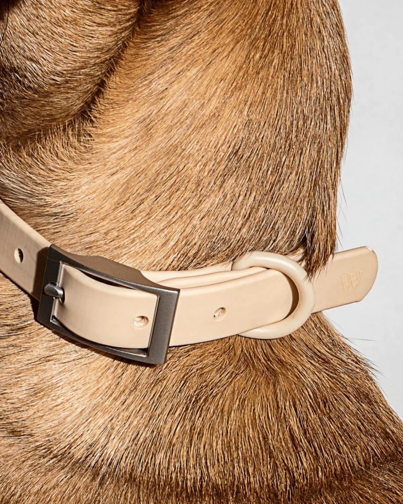 San Diego magazine holiday gift guide item Wild One collar, from Shop Moniker